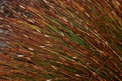 Trichophorum cespitosum