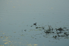 Tachybaptus dominicus