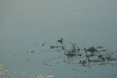 Tachybaptus dominicus