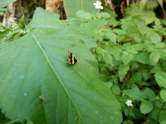 Choreutis basalis