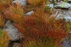 Trichophorum cespitosum