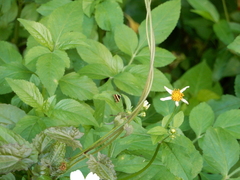 Choreutis basalis