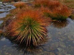 Trichophorum cespitosum