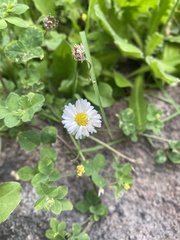 Bellis perennis