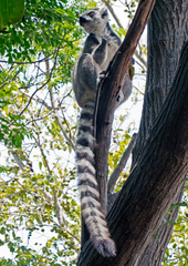 Lemur catta