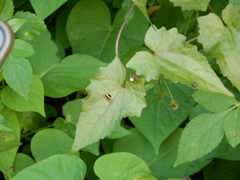 Choreutis basalis