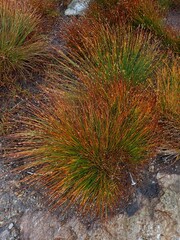 Trichophorum cespitosum