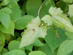 Choreutis basalis