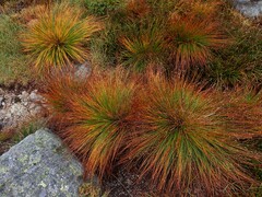 Trichophorum cespitosum