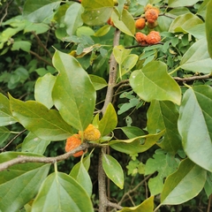 Maclura cochinchinensis