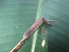 Helicorthomorpha holstii