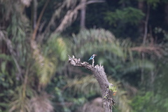 Halcyon senegalensis