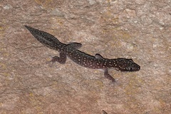 Oedura gemmata