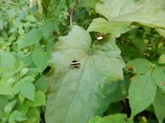 Choreutis basalis