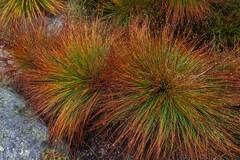 Trichophorum cespitosum