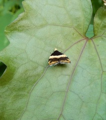 Choreutis basalis