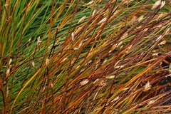 Trichophorum cespitosum