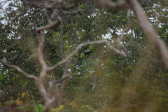 Lophaetus occipitalis