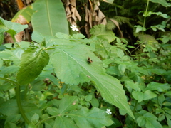 Choreutis basalis