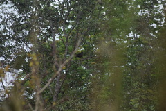 Lophaetus occipitalis