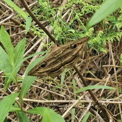 Spirama helicina