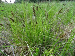 Carex appropinquata