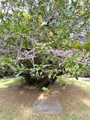 Cercis siliquastrum