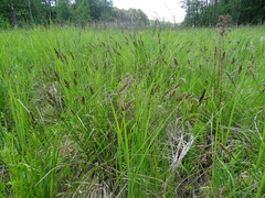 Carex appropinquata