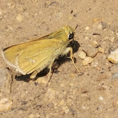 Parnara guttata batta