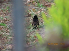 Euplectes capensis capensis