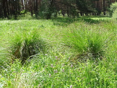 Carex paniculata