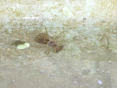 Orthetrum sabina