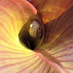 Boana pulchella
