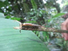 Helicorthomorpha holstii