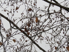 Betula utilis albosinensis