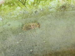 Orthetrum sabina