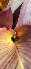Boana pulchella