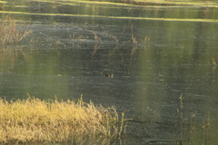 Gallinula galeata