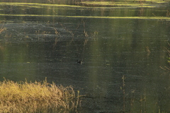 Gallinula galeata
