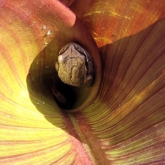 Boana pulchella