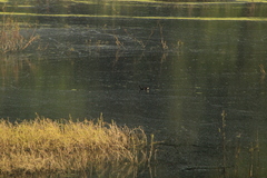 Gallinula galeata