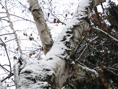 Betula utilis albosinensis