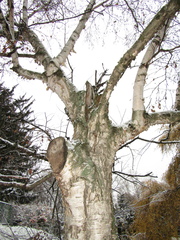 Betula utilis albosinensis