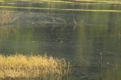 Gallinula galeata