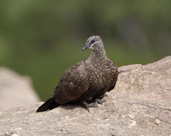 Petrophassa rufipennis