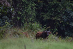 Syncerus caffer nanus