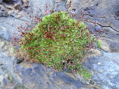 Tortula muralis muralis