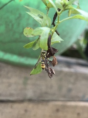 Ropalidia flavobrunnea