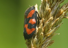 Cercopis vulnerata