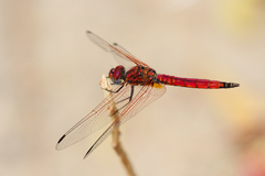 Trithemis selika